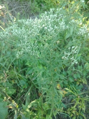 Eupatorium torreyanum