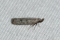 Dichomeris inversella