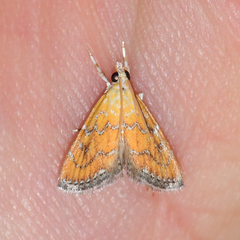 Xanthophysa psychicalis