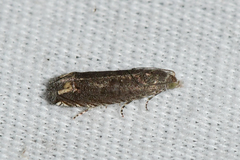 Epiblema minutana