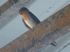Hirundo tahitica