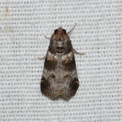 Oneida lunulalis