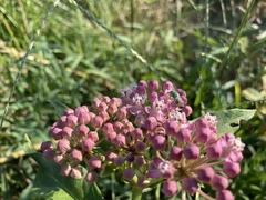 Augochloropsis humeralis