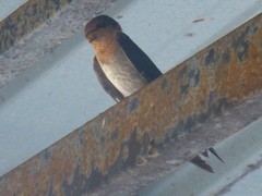Hirundo tahitica
