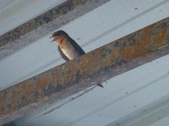 Hirundo tahitica