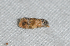 Monoceratuncus lantana