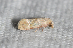 Platphalonidia magdalenae