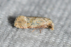 Platphalonidia magdalenae