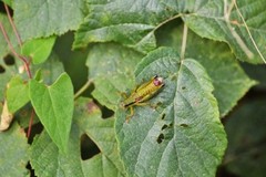 Odontopodisma decipiens