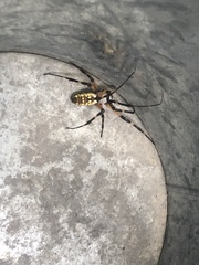 Argiope aurantia