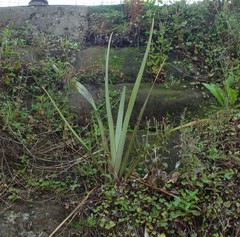 Phormium tenax
