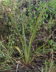 Phormium tenax