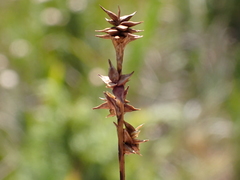 Carex interior