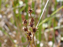 Carex interior