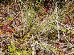 Carex interior