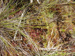 Carex interior