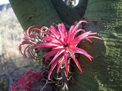 Tillandsia ionantha