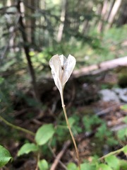 Erythronium montanum