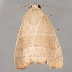 Bagisara rectifascia