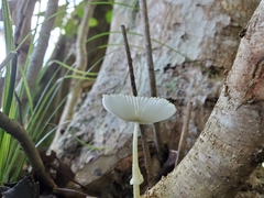 Leucocoprinus fragilissimus image