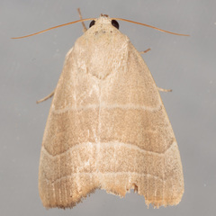 Bagisara rectifascia