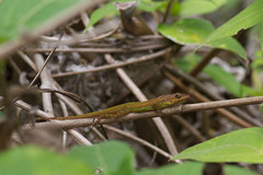 Anolis extremus
