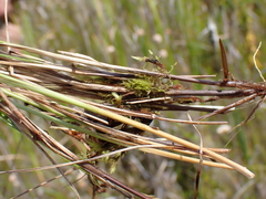Carex interior