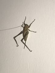 Thyreonotus