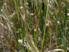 Carex interior
