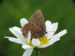 Callophrys niphon