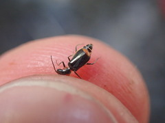 Axinotarsus pulicarius
