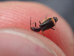 Axinotarsus pulicarius