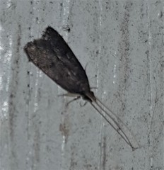 Lecithocera terrigena