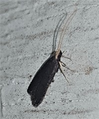 Lecithocera terrigena