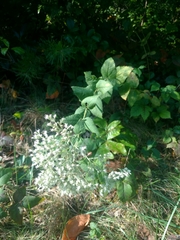 Eupatorium rotundifolium