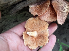 Gymnopilus subpurpuratus