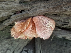 Gymnopilus subpurpuratus