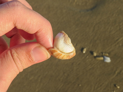 Olivancillaria urceus