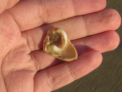 Olivancillaria urceus