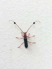 Compsocerus violaceus