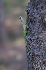 Anolis extremus