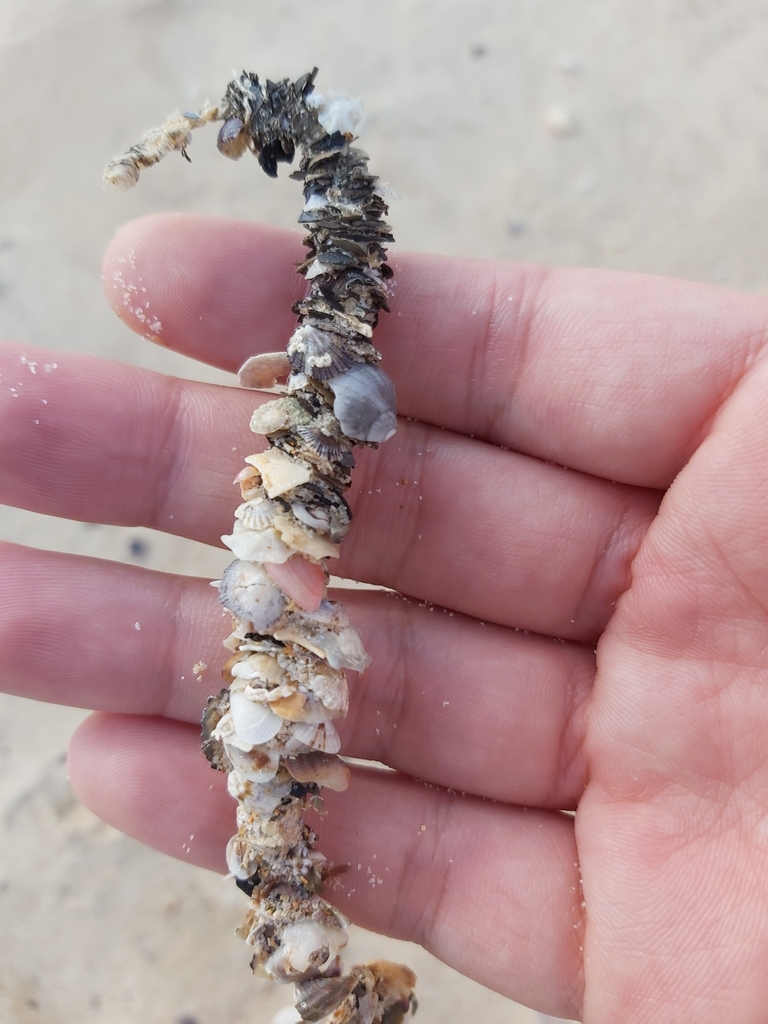 Shaggy Parchment Tubeworm from Maroubra NSW 2035, Australia on August