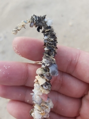Diopatra dentata