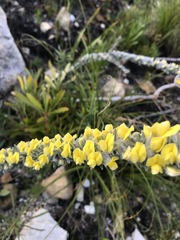 Aspalathus caledonensis