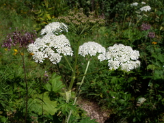 Heracleum sphondylium montanum