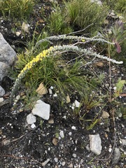 Aspalathus caledonensis