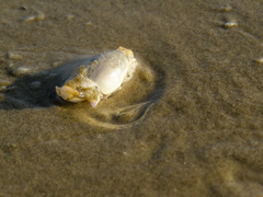 Emerita brasiliensis