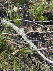 Aspalathus caledonensis