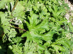 Heracleum sphondylium montanum