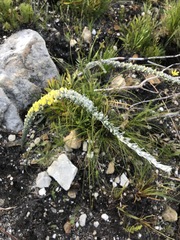 Aspalathus caledonensis